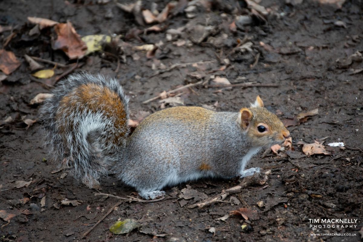 Squirrel Nature Photoraphy (1)