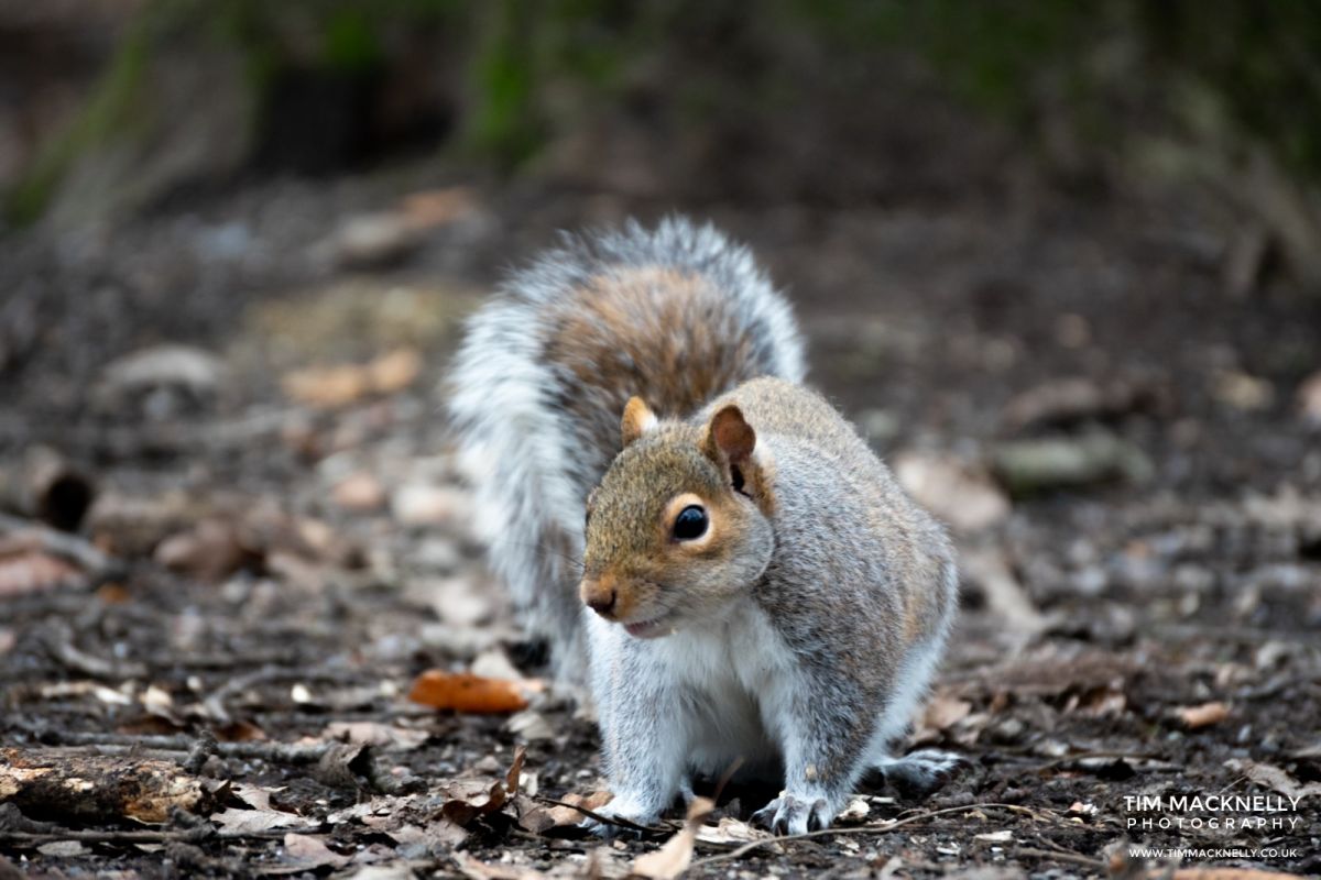 Squirrel Nature Photoraphy (5)